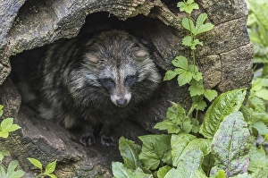 Raccoon dog, tanuki or mangut (Nyctereutes procyonoides)