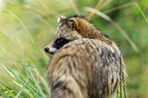 A raccoon dog in side view looking into the green