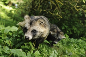 Two raccoon dogs, camouflage in the dense foliage of the forest