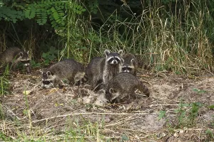 Raccoon, family at the edge of a forest