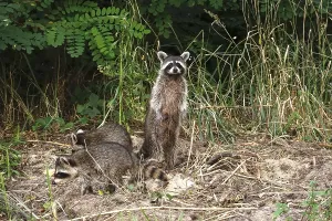 Raccoon, family at the edge of a forest