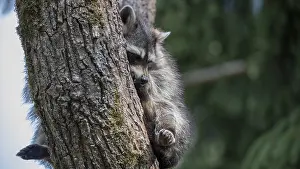 The raccoon, also known as the North American raccoon