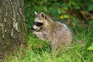A raccoon looks with curiosity at the grass next to a tree