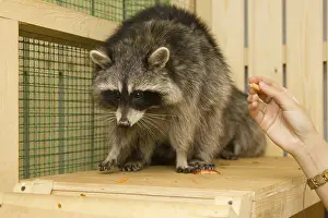 Raccoon petting zoo sits on the site