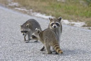 Raccoon (Procyon lotor)
