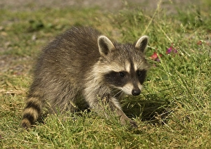 Raccoon (Procyon lotor)