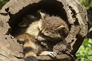 Raccoon (Procyon lotor)