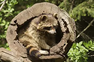 Raccoon (Procyon lotor)