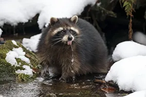 Raccoon (Procyon lotor), captive