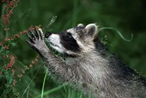 Raccoon (Procyon lotor) catching Dragonfly