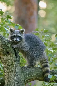 Raccoon (Procyon lotor), climbing curiously on a tree trunk in the forest