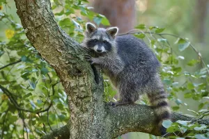 Raccoon (Procyon lotor), climbing curiously on a tree trunk in the forest