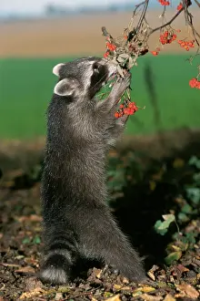 Raccoon (Procyon lotor) eating berries