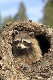 Raccoon (Procyon lotor), female