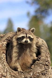 Raccoon (Procyon lotor), female