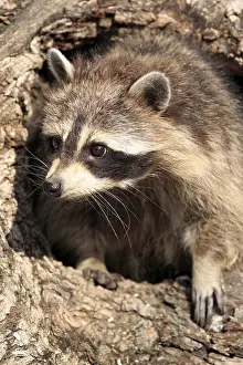 Raccoon (Procyon lotor), female