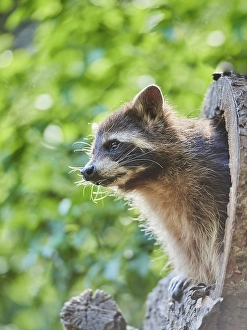 Raccoon (Procyon lotor), in a forest