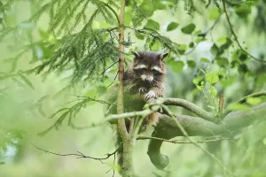 Raccoon (Procyon lotor), in a forest