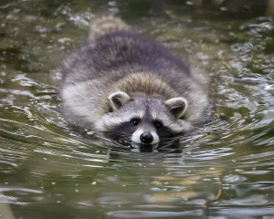 Raccoon (Procyon lotor), Germany, Europe