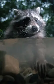 Raccoon (Procyon lotor), Hessen, Germany