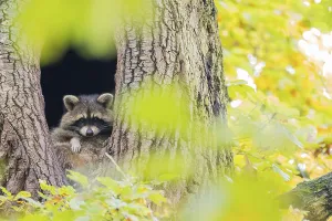 Raccoon (Procyon lotor) looking out of its tree den