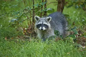 Raccoon (Procyon lotor), in meadow in forest