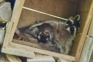 Raccoon (Procyon lotor), mother with young