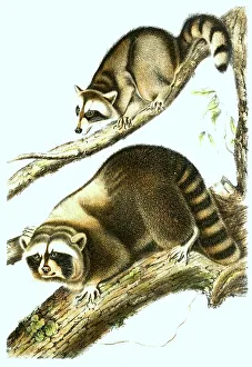 Raccoon (Procyon lotor), North American raccoon