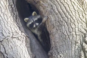 Raccoon (Procyon lotor), old animal