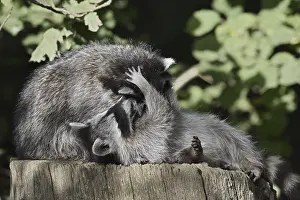 Raccoon (Procyon lotor) playing with young