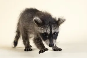 Raccoon (Procyon lotor), running towards the viewer