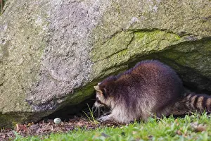 A raccoon, Procyon lotor, sits in a rock niche and throws away an egg