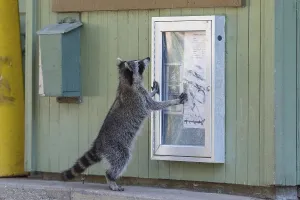Raccoon (Procyon lotor) standing
