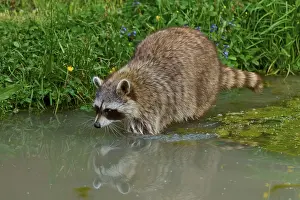 A raccoon (Procyon lotor) stands in the water and is reflected