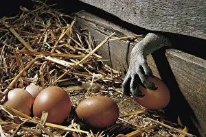 Raccoon (Procyon lotor) steals chicken eggs