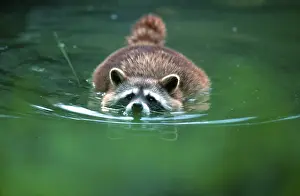 Raccoon (Procyon lotor), swimming, Hesse, Germany