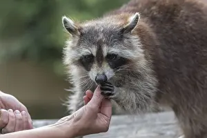 One Raccoon, procyon lotor, taking food out of a tourists hand
