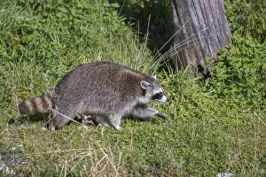 One Raccoon, procyon lotor, walking thru tall grass