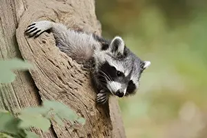 Raccoon (Procyon lotor), young animal looking out of a tree hollow
