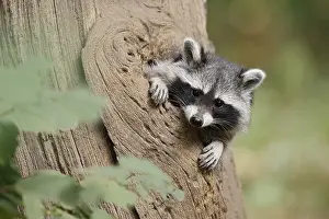 Raccoon (Procyon lotor), young animal looking out of a tree hollow