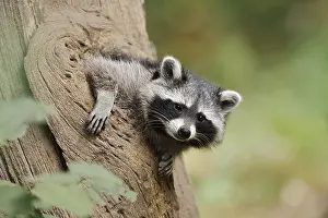 Raccoon (Procyon lotor), young animal looking out of a tree hollow