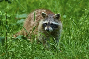 Category Wildlife DE Prints: A raccoon stands at attention in the dense
