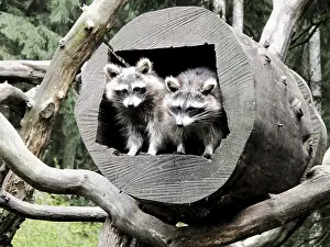 Raccoons