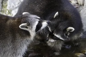 Raccoons
