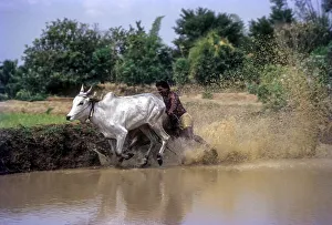 Racing bullocks and jockey (Kunjan aged 40)