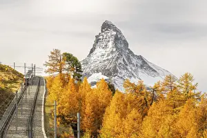 Framed Print : Rack Railway Train, Matterhorn Mountain and Yellow Golden Larches in Autumn