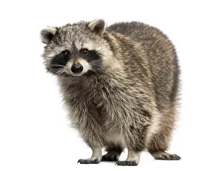Racoon, Procyon Iotor, standing, isolated on white