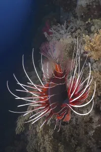 Radial firefish (Pterois radiata) on steep wall