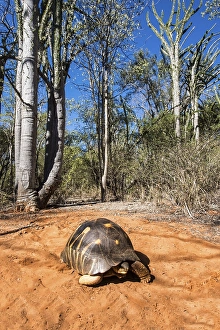 Radiated tortoise (Astrochelys radiata)