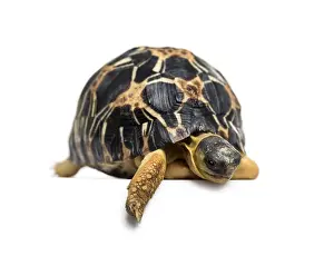 Radiated tortoise, Astrochelys radiata